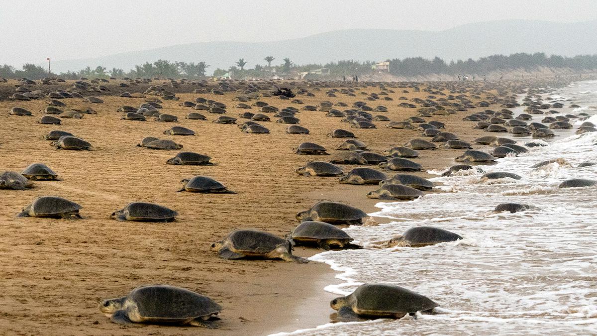 Hidden gem beach in Odisha - Balighai Beach
