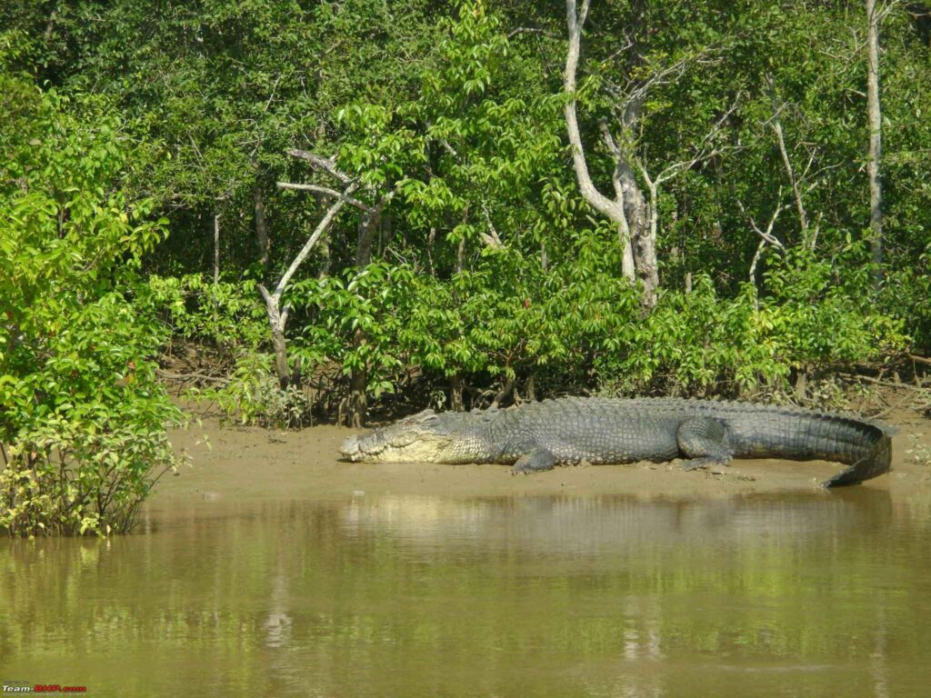 bhitarkanika Odisha hidden gems - Bhitarkanika National Park