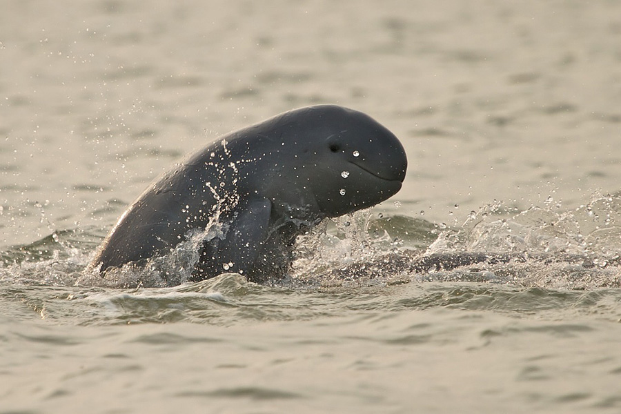 chilika dolphin Tourist destinations in Odisha - Chilika Lake wildlife