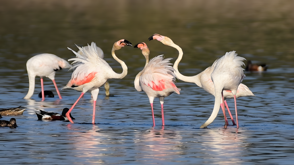 Flamingos at Chilika Lake, Odisha