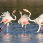 Flamingos at Chilika Lake, Odisha