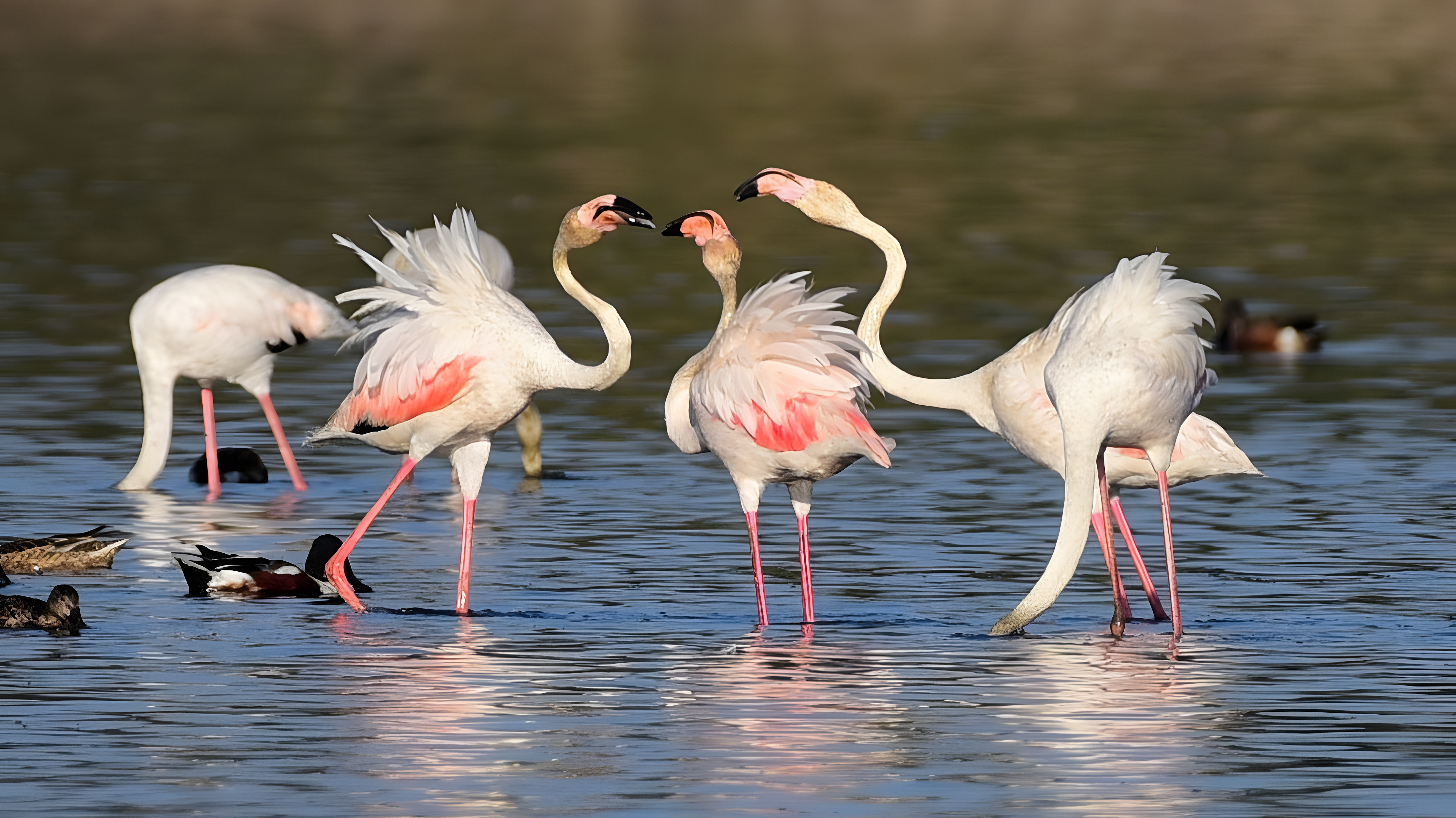 Flamingos at Chilika Lake, Odisha